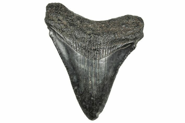 Serrated, Juvenile Megalodon Tooth - South Carolina #325187